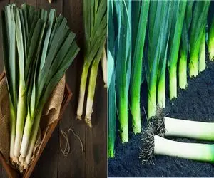 چگونه تره فرنگی را در خانه بکاریم؟/رازهای پرورش تره فرنگی تازه و خوش‌ عطر در گلدان