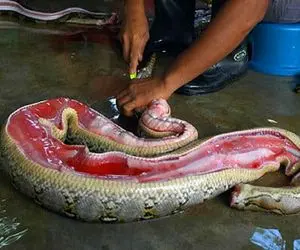 فرآوری مار؛ پوست پیتون‌ غول رو صاف درمیارن کفش بشه و گوشتشو اسلایسی سرخ میکنن