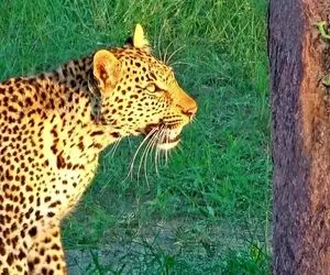 مستند حیات وحش؛ آفتاب پرست و پلنگ