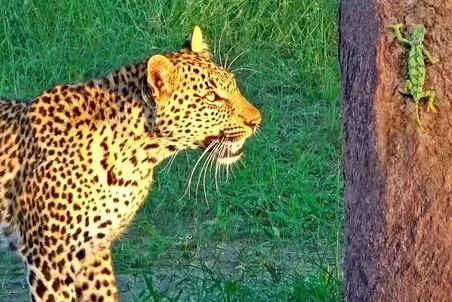 مستند حیات وحش؛ آفتاب پرست و پلنگ