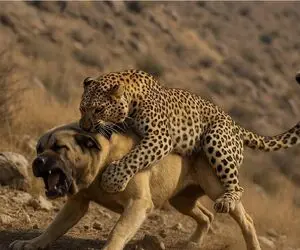 فجایع حیات وحش/عضلات پلنگ رنده شده از زیرچنگال سگ های وحش بیرون میاد