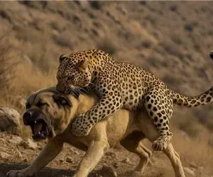 فجایع حیات وحش/عضلات پلنگ رنده شده از زیرچنگال سگ های وحش بیرون میاد