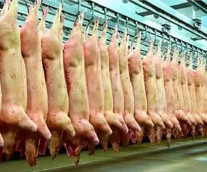 فرآوری خوک؛ خوک های لجن صورتی بعد رد شدن از کوره آتیش آماده سوسیس شدن میشن