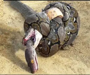 از بدایع حیات وحش؛ مار کبری پیچید دور همنوع چموشش زهرشو گرفت بعد خوردش