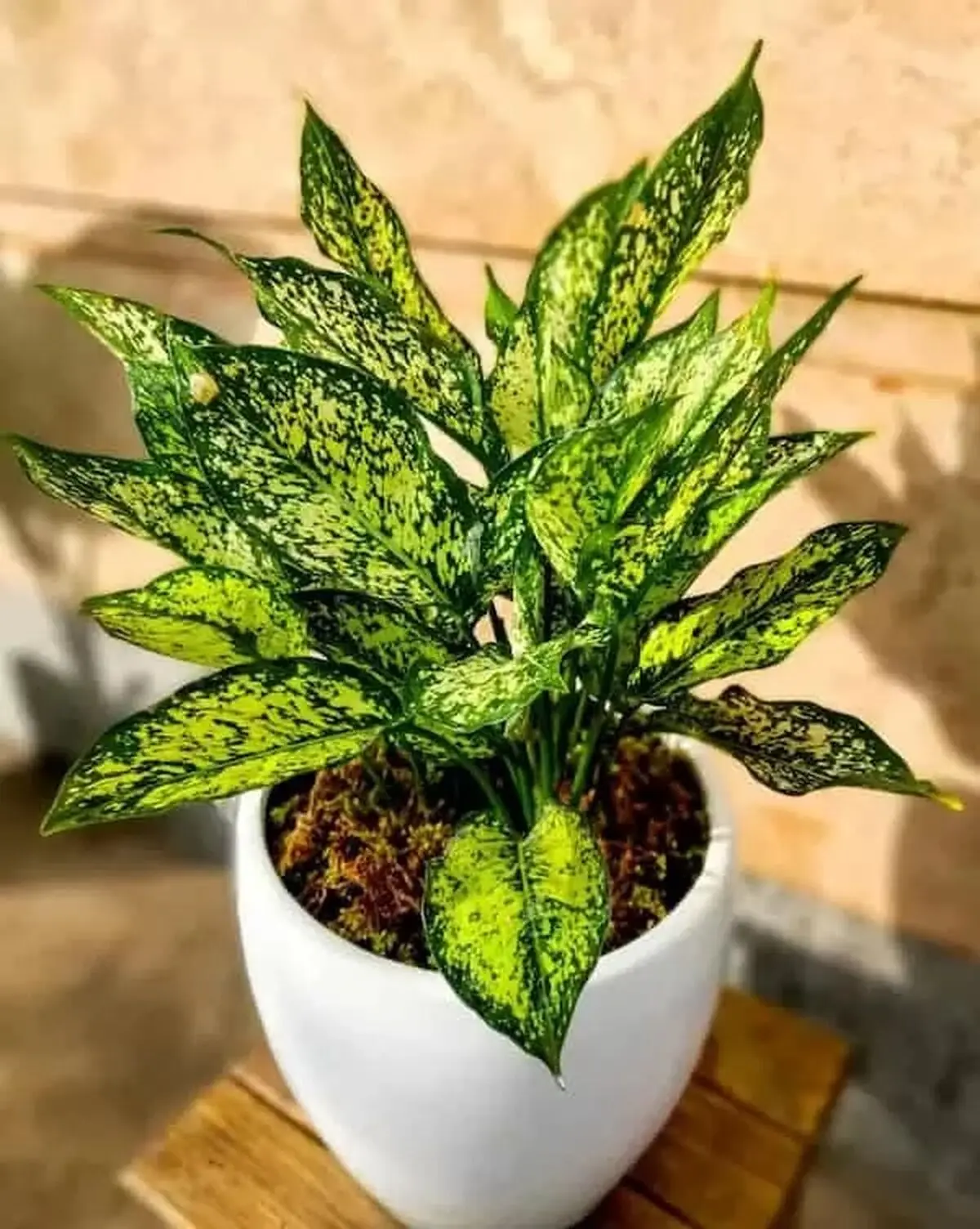 گیاهان آپارتمانی مقاوم به سرما