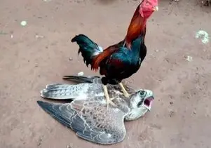 مستند حیات وحش؛ خروس غیرتی کاری با شاهین کرد مرغ ببینه جیغ بزنه