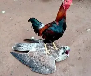 مستند حیات وحش؛ خروس غیرتی کاری با شاهین کرد مرغ ببینه جیغ بزنه