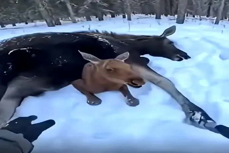 معماری طبیعت؛ خر فداکار خودش تلف شد ولی نذاشت بچه اش طوریش بشه