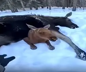 معماری طبیعت؛ خر فداکار خودش تلف شد ولی نذاشت بچه اش طوریش بشه