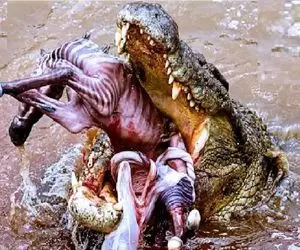 مستند حیات وحش؛ تمساح گشنه نذاشت بچه کل یالدار رنگ دنیارو ببینه خوردش