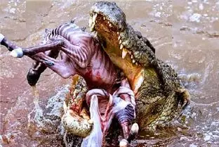 مستند حیات وحش؛ تمساح گشنه نذاشت بچه کل یالدار رنگ دنیارو ببینه خوردش