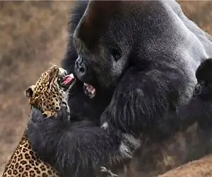 مستند حیات وحش؛ پیروزی غیرقابل پیش بینی گوریل بر پلنگ