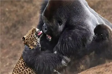 مستند حیات وحش؛ پیروزی غیرقابل پیش بینی گوریل بر پلنگ