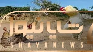 حیات وحش بی رحم؛ کبری سفاک حلقه مرگ انداخت دور خروس/ نجات از غیب رسید