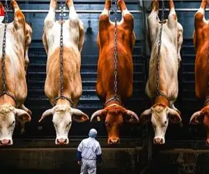 مستند فرآوری گاو / ابزارآلات غول پیکری که ذبح گاو را بی درد میکند