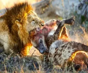 جذابیت های حیات وحش؛ کفتارای لاشخور شیرو دوره کردن اونم یکیشونو بلعید استخونشو تف کرد