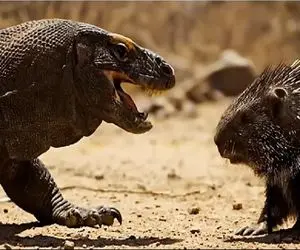 جذابیت حیات وحش؛ جوجه تیغی زیرک برای نجات تیغاشو میکنه تو حلق کومودو