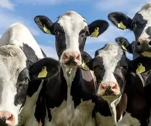 دامداری نوین؛ پشکل گاو رو پَک کرد گذاشت یه جای تاریک ازش قارچ رشد کرد قیمت بالا فروخت