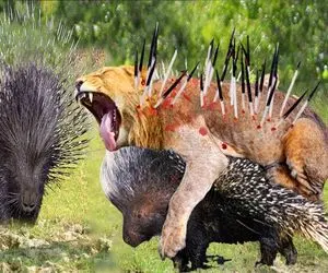 از جذابیت‌های حیات وحش؛ جوجه تیغی زبل با تیغاش بدن شیر رو مثل آبکش سوراخ کرد