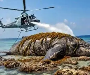 مستند کاوش؛ کارواش نهنگ عظیم الجثه گیر کرده در ساحل با ابزار مخصوص توسط نیروی انسانی