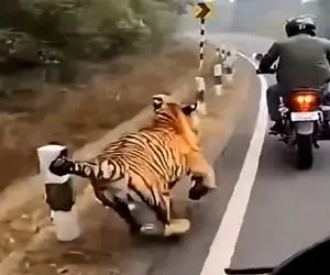 معماری طبیعت؛ ببر موتورسوار رو به خدا نزدیک کرد