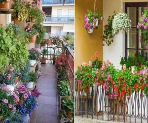 گیاهان آپارتمانی مقاوم در برابر گرما و سرما مختص بالکن در تمام فصول / گلدار و بادوام