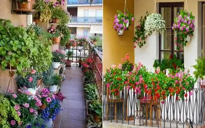 گیاهان آپارتمانی مقاوم در برابر گرما و سرما مختص بالکن در تمام فصول / گلدار و بادوام