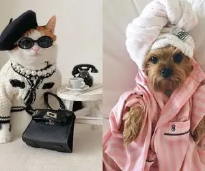 با حیوانات خانگی که وارث میلیون ها دلار هستند آشنا شوید / پول اینا از پارو بالا میره