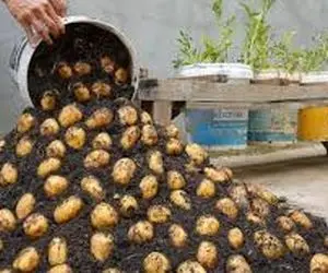 ایده های خلاقانه؛ باغچه نداری تو سطل سیب زمینی بکار سر 4 ماه خروار خروار محصول میده