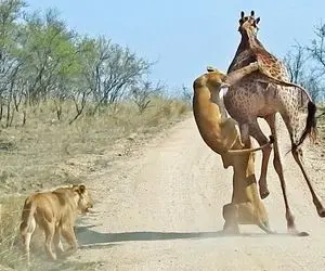 از جذابیت های حیات وحش؛ ۳ تا شیر سمج آویزون پاهای زرافه شدن دارن گوشتشو زنده میکنن