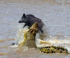 نارام زیان؛ تمساح ددمنش گرازی که برای خوردن آب اومده بود رو بلعید خون جهید