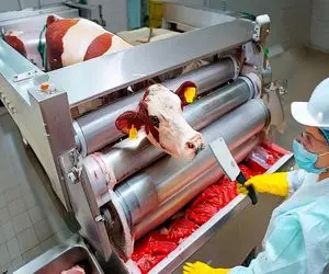 کارخانه حیوانات؛ گاو با نوازش بردن تو دستگاه با گیوتین گردنشو زدن ساطوری کردن