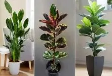 گیاهان آپارتمانی مقاوم در شرایط کم نور؛ خونت 7پله زیرزمین باشه و تاریک اینا رشد میکنن