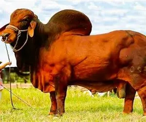 فرآوری گاو؛ گاو های درشت هیکلی که واسه بردنشون باید 18 چرخ بیارن از بس غولن