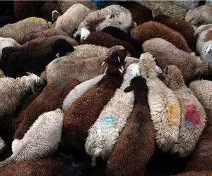 (جدول) قیمت دام زنده امروز ۲۱ فروردین ۱۴۰۴