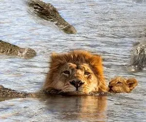 از جذابیت های حیات وحش؛ شیر جونش گذاشت کف دستش و رفت به قتلگاه پر کروکودیل گشنه