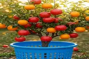 کشاورزی نوین؛ از وصلت سیب و پرتقال وقتی نوشابه تو محضر شاهد شد درخته میوه ترکیبی داد