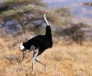 از جذابیت‌های حیات وحش؛ پسره برای شترمرغه کُری خوند اونم نامردی نکرد افتاد دنبالش