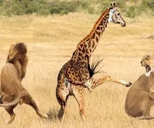 شاهکار حیات وحش / نبرد جان‌فشان زرافه دراز ناز با شیر سفاک برای صیانت فرزند