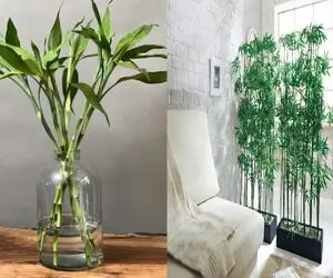 آب یا خاک؟ کدومش برای بامبو بهتره؟/ صفر تا صد روش نگهداری این گیاه کم توقع و زیبا