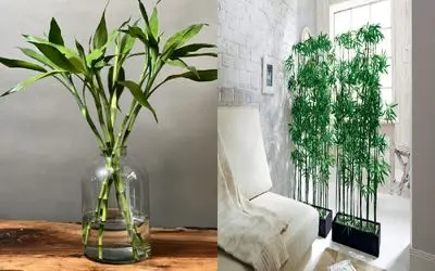 آب یا خاک؟ کدومش برای بامبو بهتره؟/ صفر تا صد روش نگهداری این گیاه کم توقع و زیبا