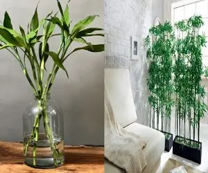 آب یا خاک؟ کدومش برای بامبو بهتره؟/ صفر تا صد روش نگهداری این گیاه کم توقع و زیبا