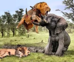 نارام زیان؛ فیل ددمنش با عاج بدن شیر شریری که مزاحم آبتنی تبارش شد رو جر داد 