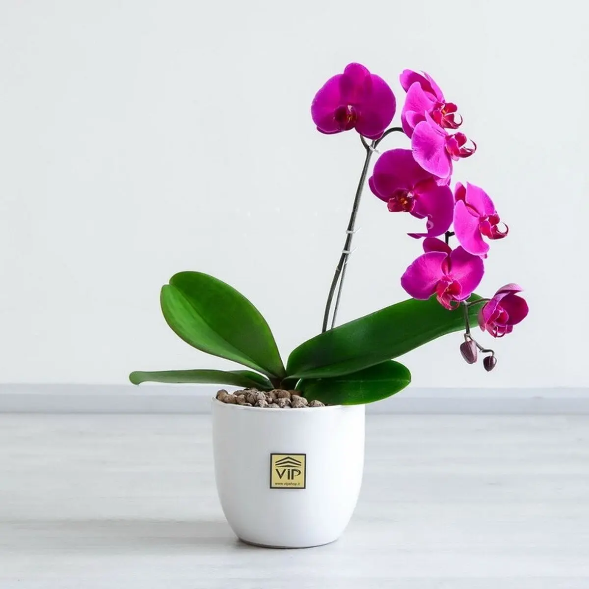 چه گیاهی برای چشم زخم خوب است
