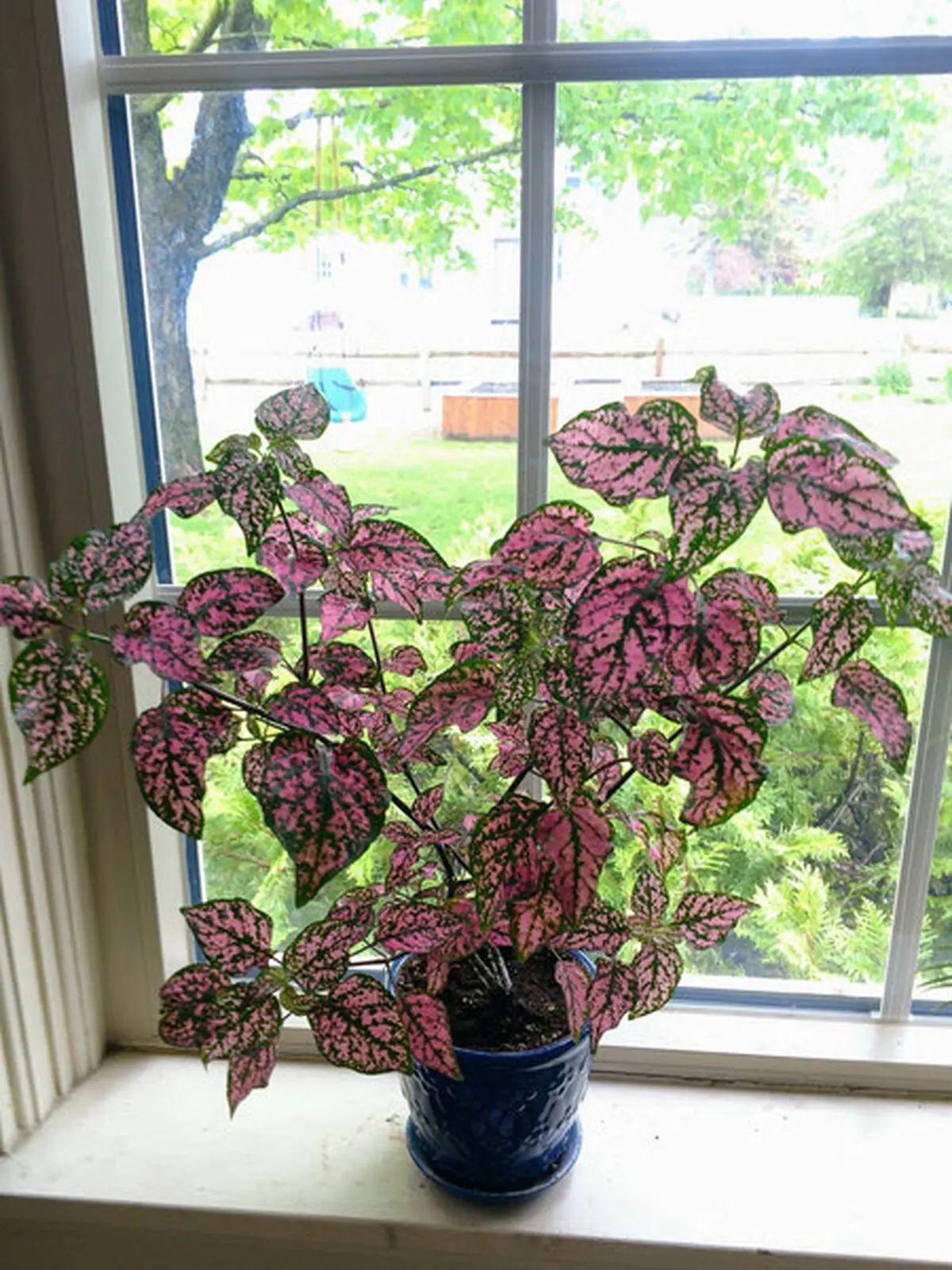 hypoestes-4