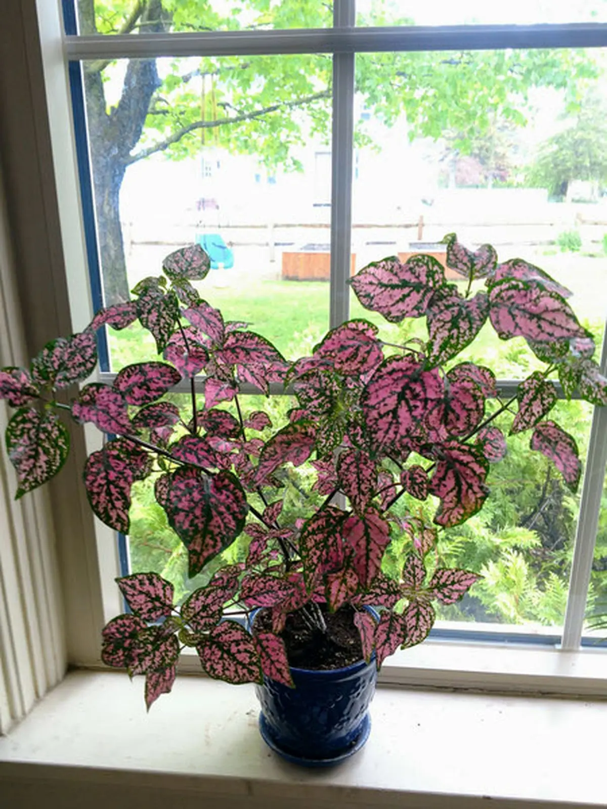 hypoestes-4