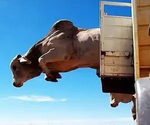 کارخانه حیوانات؛ هندی قرن 18 نژاد برتر گاوشونو  فرستادن برزیل اونا بی معبود نشن