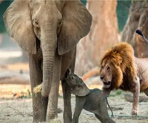 مستند حیات وحش؛ تلاش بی وقفه شیر برای خوردن فیل