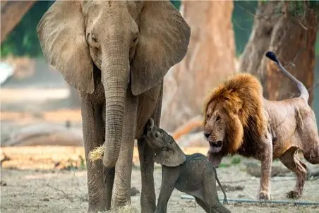 مستند حیات وحش؛ تلاش بی وقفه شیر برای خوردن فیل