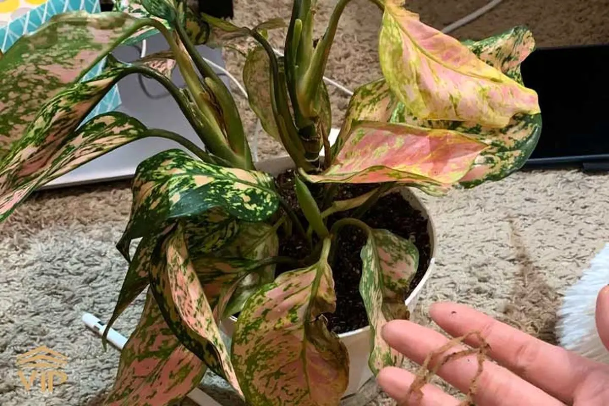 aglaonema-leaves-problem